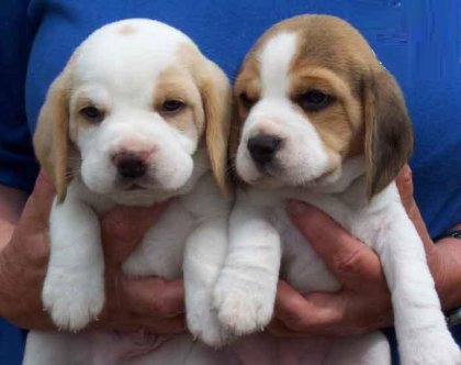 Disponibili cuccioli di Beagle a soli 400€!