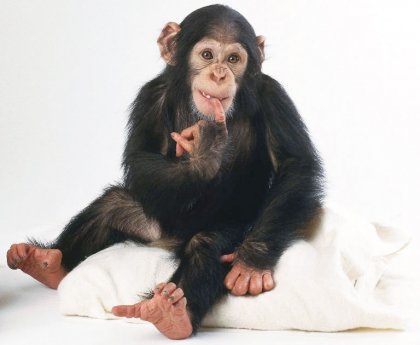 Scimpanzé Bambino In Vendita