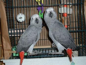 Coppia di pappagalli africani cenerini coda rossa