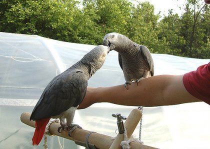 Vendo coppia di pappagalli africani