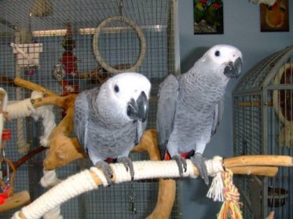 Bella e ben addestrati africano grigio pappagalli in vendita