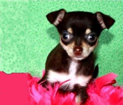 Afeecto Chihuahua cuccioli per l'adozion