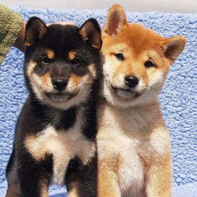 due cuccioli di Shiba Inu per...