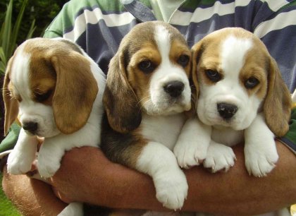 Cuccioli di beagle preziose con pedigree sono venduti