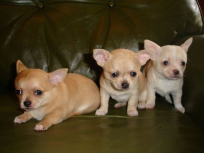 chihuahua cuccioli disponibili per l'adozione