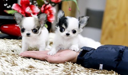 Tre cuccioli di chihuahua disponibili.