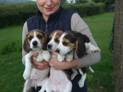 per adozione Cuccioli dolce e bella Beagle