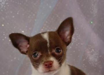 Chihuahua cuccioli ora disponibile