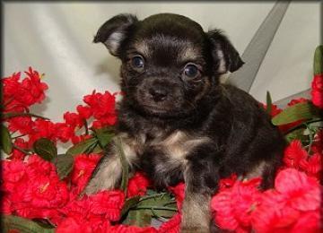 Chihuahua cuccioli per l'adozione (maschi e femmine...