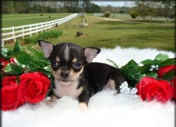 Chihuahua cuccioli per la vendita (150euros) 