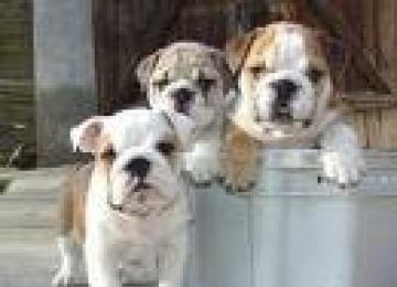 Bulldog inglese cuccioli per la vendita