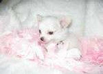 Adorable cuccioli chihuahua un nano per l'adozione
