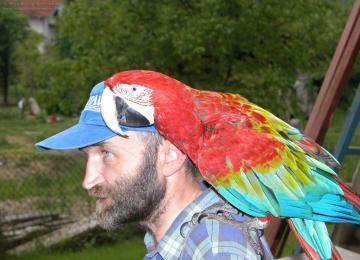 Macaw alato verde per una nuova casa