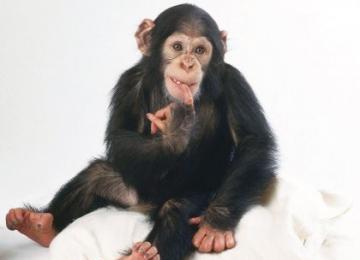 Scimpanzé Bambino In Vendita