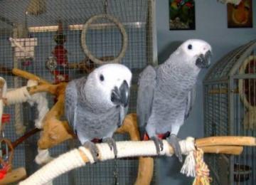 Bella e ben addestrati africano grigio pappagalli in vendita