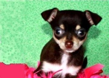 Afeecto Chihuahua cuccioli per l'adozion