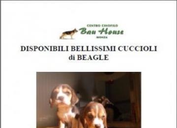 Cuccioli di razza Beagle