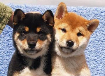 due cuccioli di Shiba Inu per l'adozione