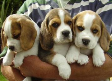 Cuccioli di beagle preziose con...