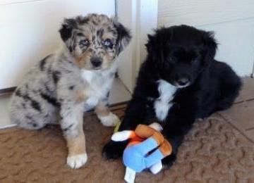 disponibili cuccioli di pastore australiano per adozione